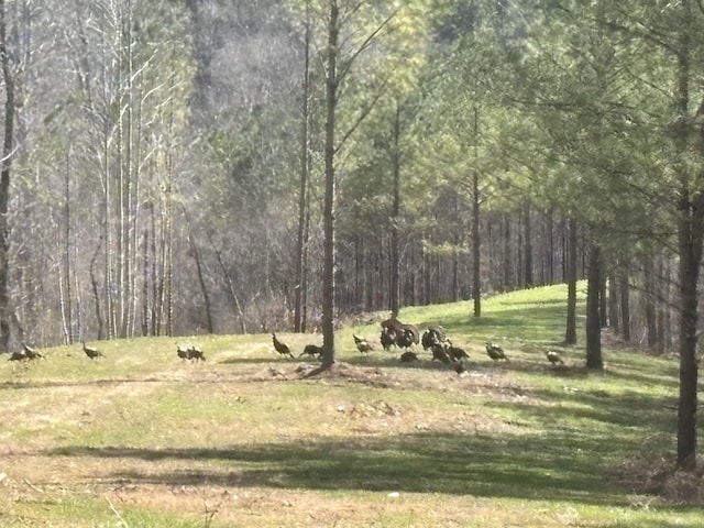 201 Summit Dr, Linden, TN 37096 - view of tree filled area