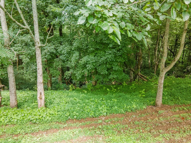 216 Desperado Ave, Pulaski, TN 38478 - view of undeveloped land