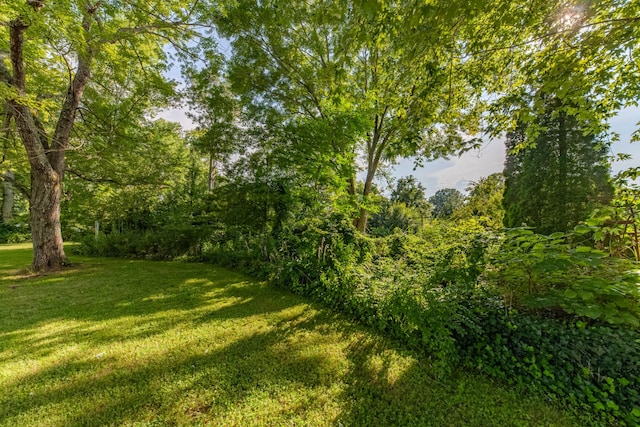 1150 Mattox Town Rd, Lawrenceburg, TN 38464 - view of green lawn with a forest view