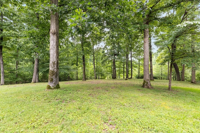 599 Countryside Dr, Loretto, TN 38469 - view of green lawn