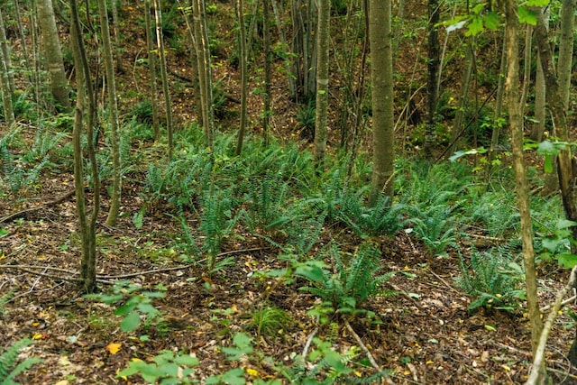 7365 Coldwater Rd, Fairview, TN 37062 - view of local wilderness