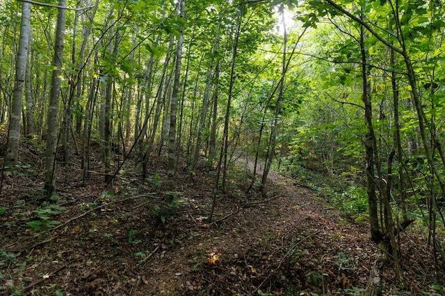 7365 Coldwater Rd, Fairview, TN 37062 - view of tree filled area