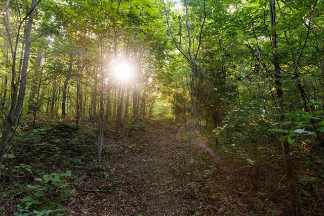 7365 Coldwater Rd, Fairview, TN 37062 - view of tree filled area