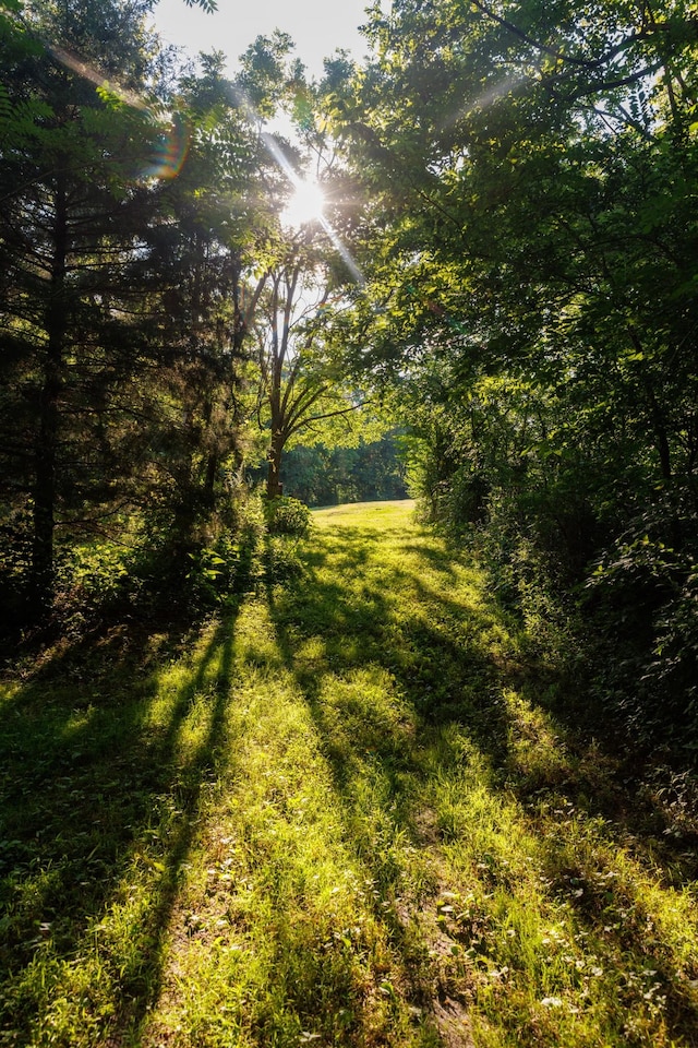 7365 Coldwater Rd, Fairview, TN 37062 - view of grassy yard featuring a forest view