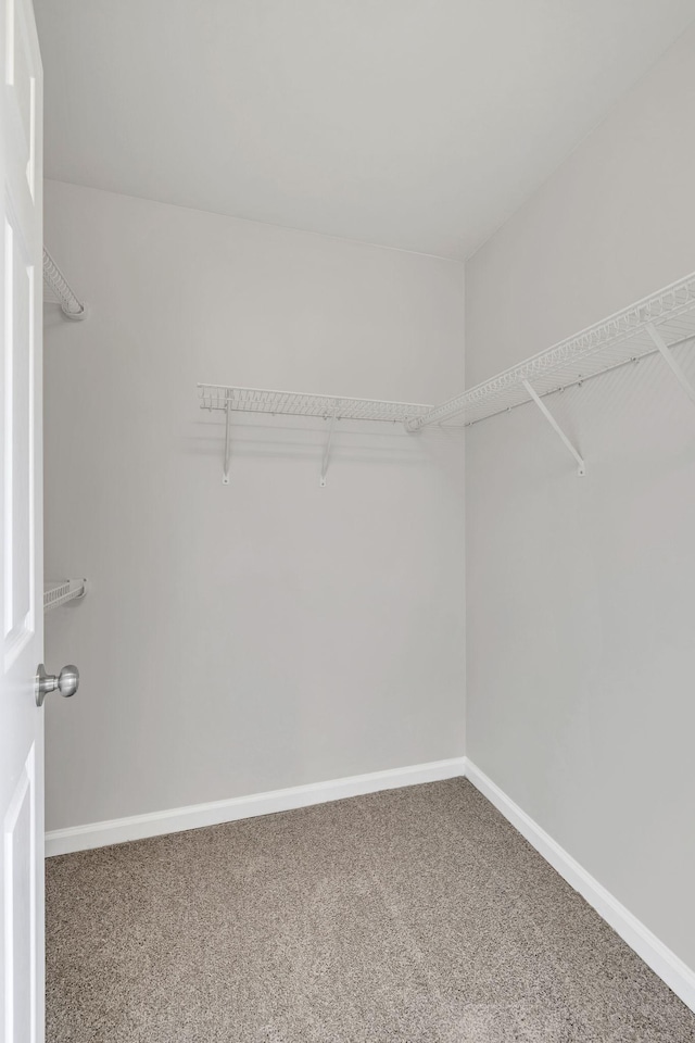 2995 Pipkin Hills Dr, Spring Hill, TN 37174 - walk in closet with carpet floors
