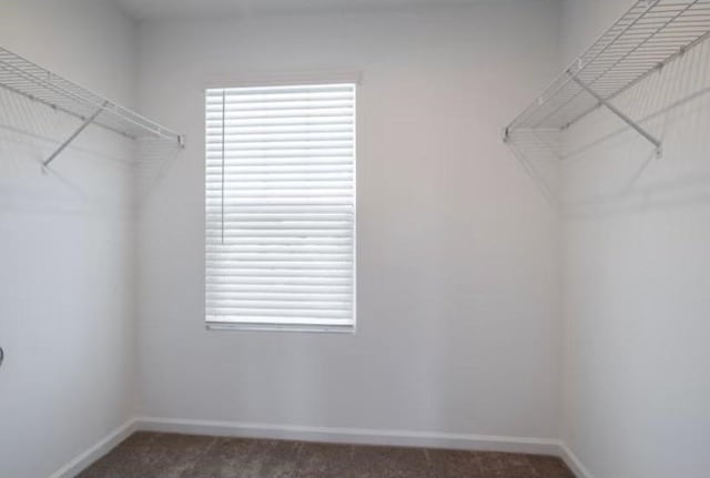 3380 Tucker Trce, Columbia, TN 38401 - walk in closet featuring carpet flooring