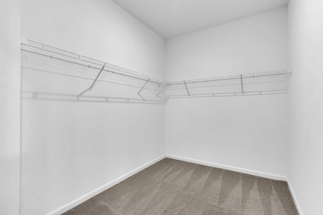 534 Morgan Meadows Way, Columbia, TN 38401 - walk in closet featuring carpet floors