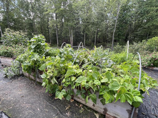 407 Cedar Rd, Pikeville, TN 37367 - view of local wilderness