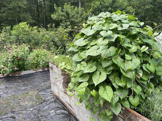 407 Cedar Rd, Pikeville, TN 37367 - exterior view of a garden