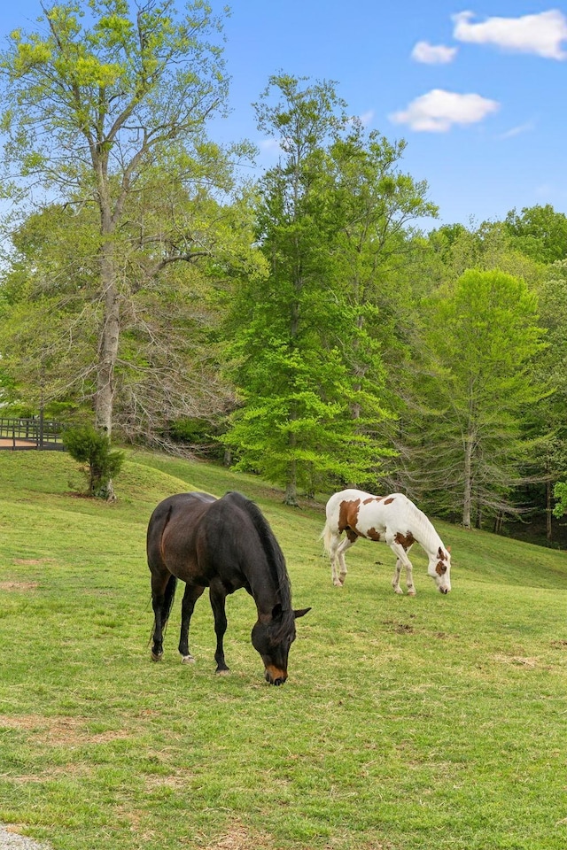4325 Cave Springs Rd, Columbia, TN 38401 - photo 89