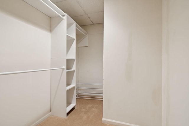7023 Timber Oak Dr, Mount Juliet, TN 37122 - walk in closet with carpet and a drop ceiling