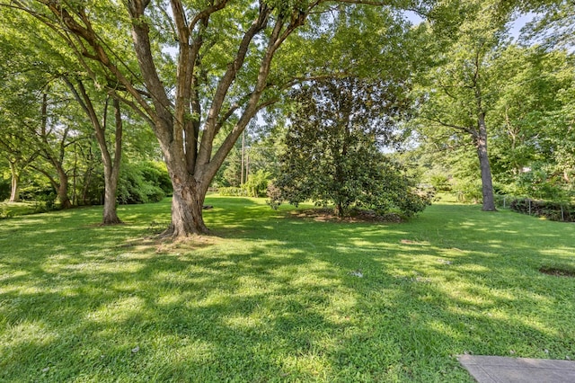 207 Short St, Clarksville, TN 37042 - view of green lawn