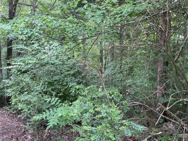 136 N Poole St, Ashland City, TN 37015 - photo 16