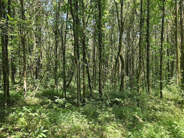 3720 SE Tater Peeler Rd, Lebanon, TN 37090 - photo 6