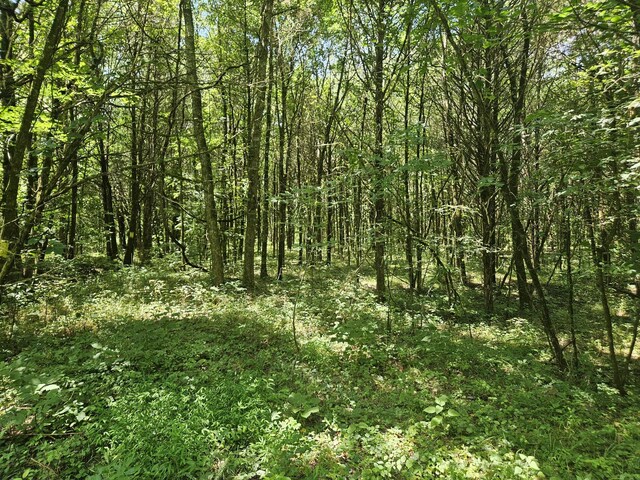 3720 SE Tater Peeler Rd, Lebanon, TN 37090 - photo 8