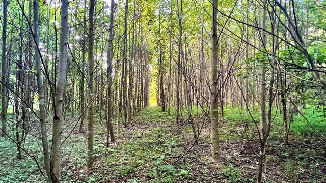 0 Union Ridge Rd, Wartrace, TN 37183 - photo 10