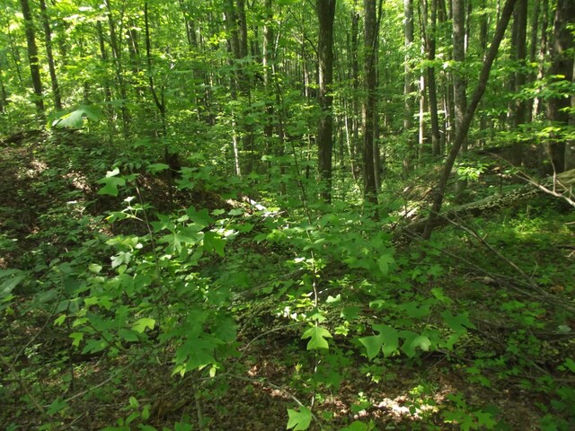 0 Old Altamont Rd, Tracy City, TN 37387 - photo 9