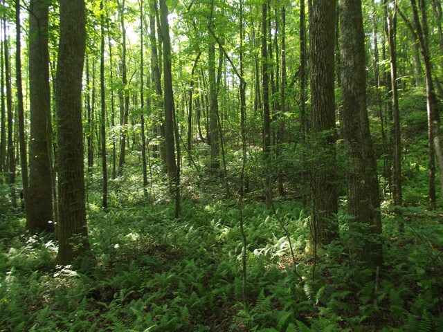 0 Old Altamont Rd, Tracy City, TN 37387 - photo 7