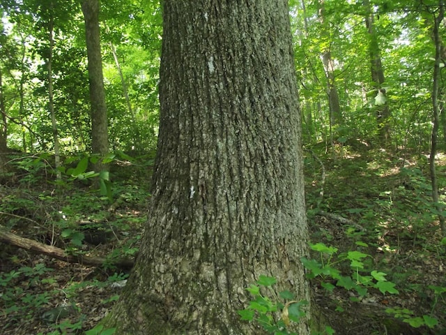 0 Old Altamont Rd, Tracy City, TN 37387 - photo 8