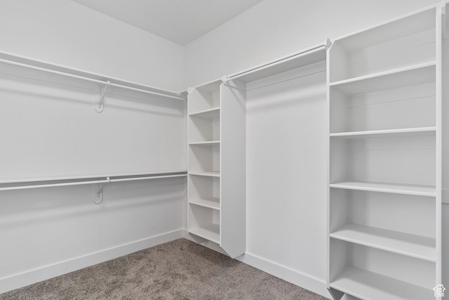spacious closet with carpet