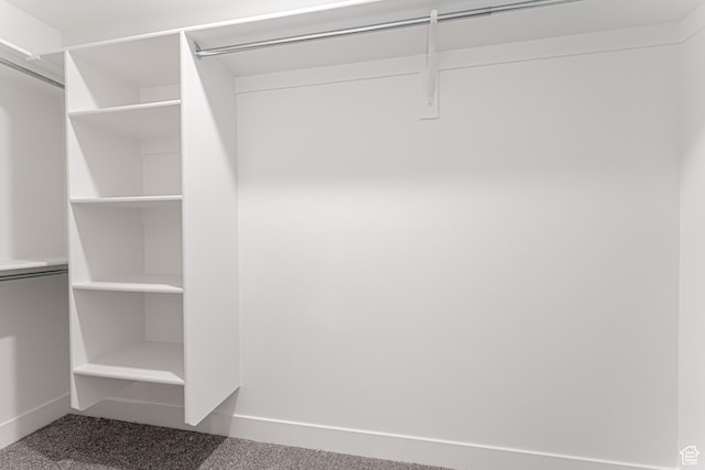 spacious closet featuring carpet