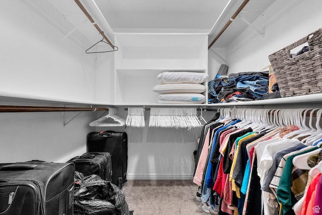 walk in closet featuring carpet floors