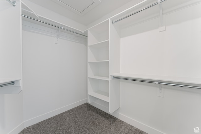 walk in closet with carpet floors