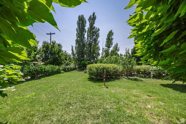 view of yard