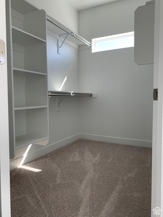 walk in closet with carpet flooring