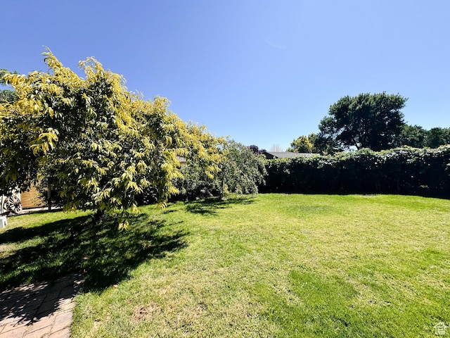 view of yard