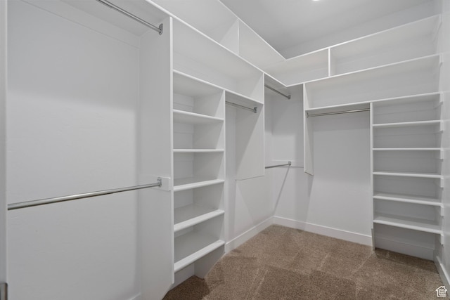 walk in closet with carpet flooring