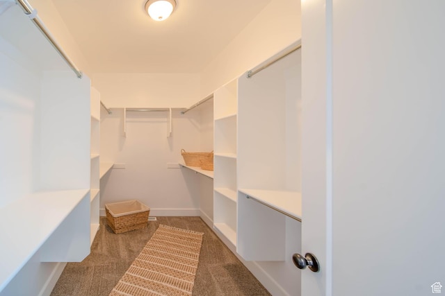 walk in closet with carpet floors