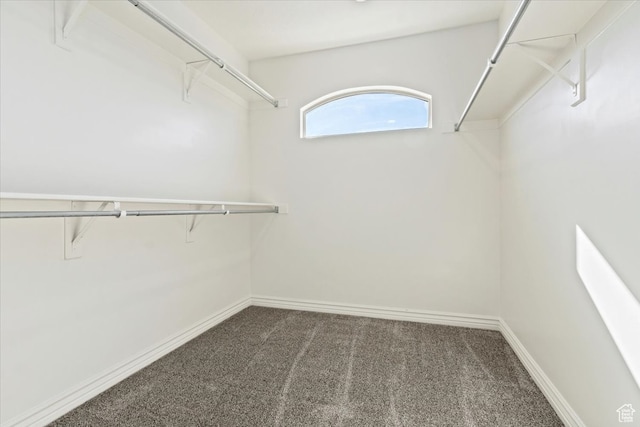 walk in closet featuring carpet floors