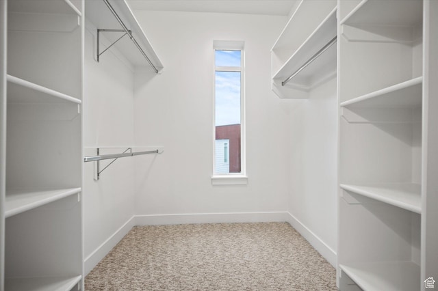 walk in closet featuring carpet flooring