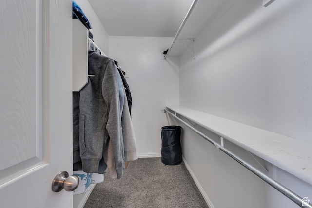 spacious closet featuring carpet flooring