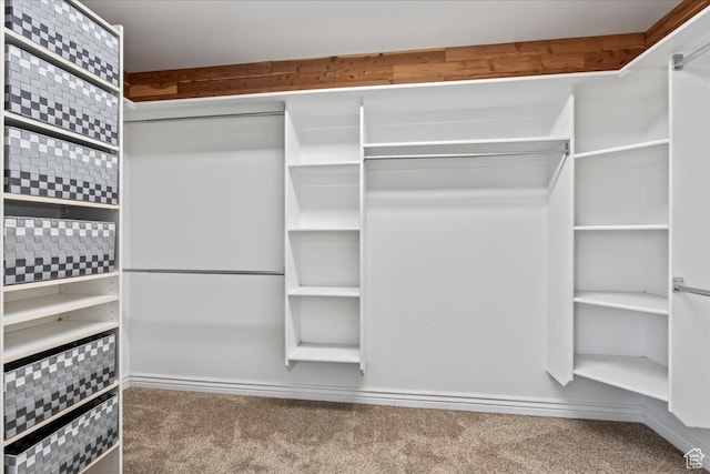 walk in closet with carpet flooring