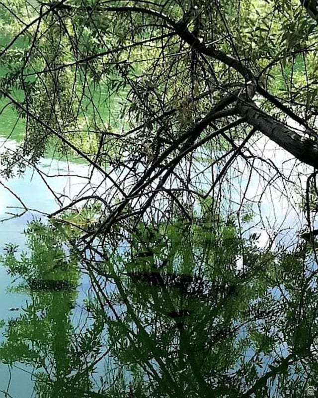 view of local wilderness