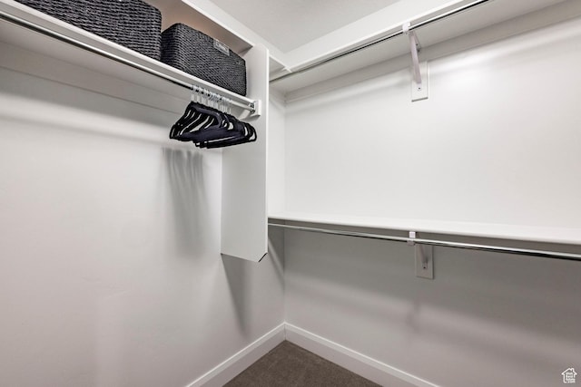 spacious closet featuring carpet floors