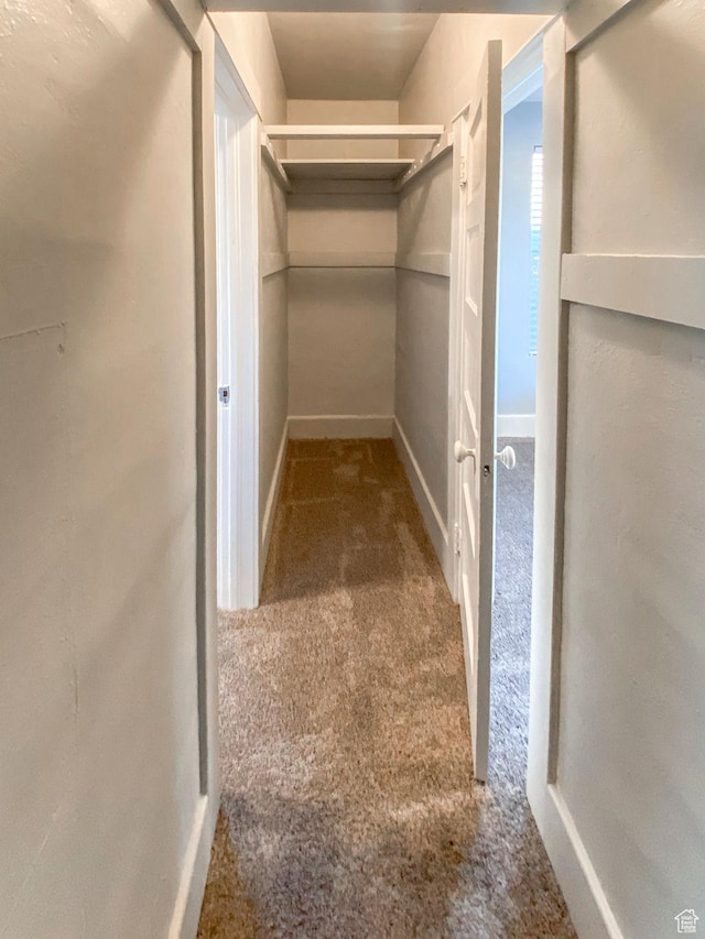 walk in closet featuring carpet flooring
