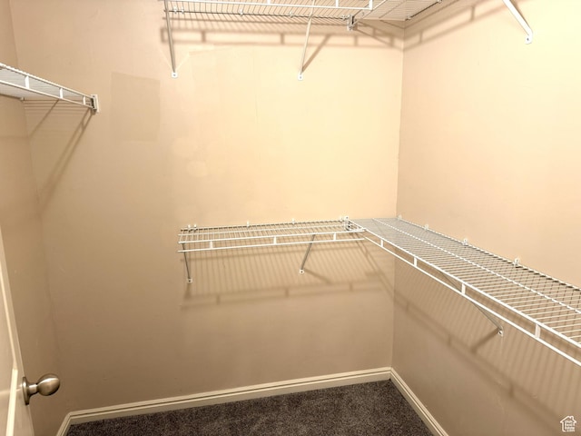 walk in closet featuring carpet