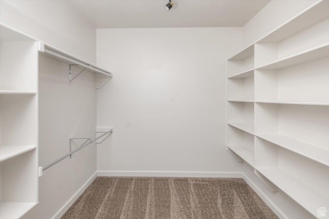 walk in closet featuring carpet floors