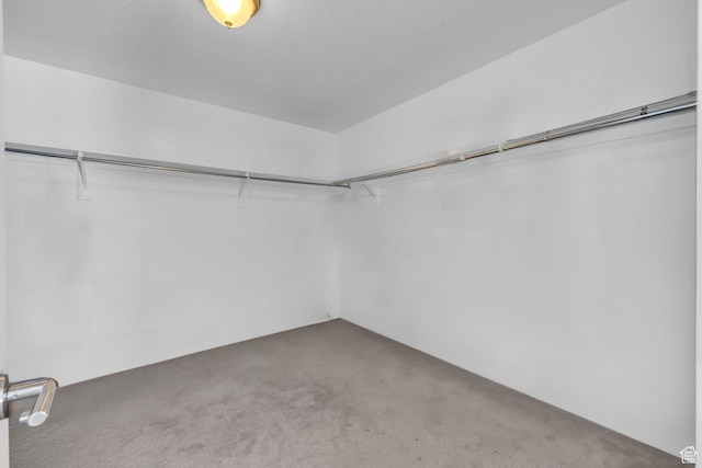 walk in closet with carpet flooring