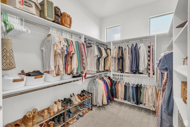walk in closet with carpet floors