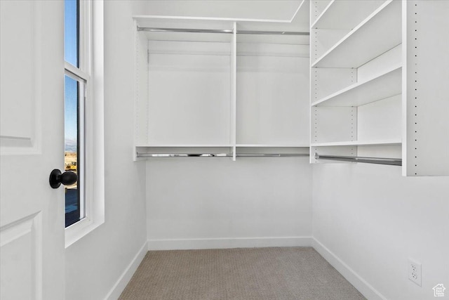 spacious closet featuring carpet floors