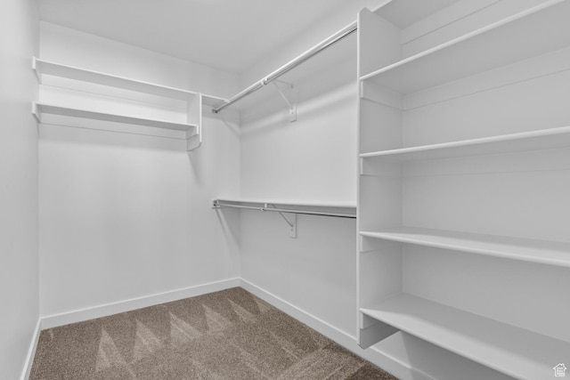 spacious closet featuring carpet