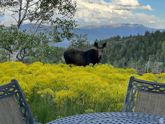 mountain view