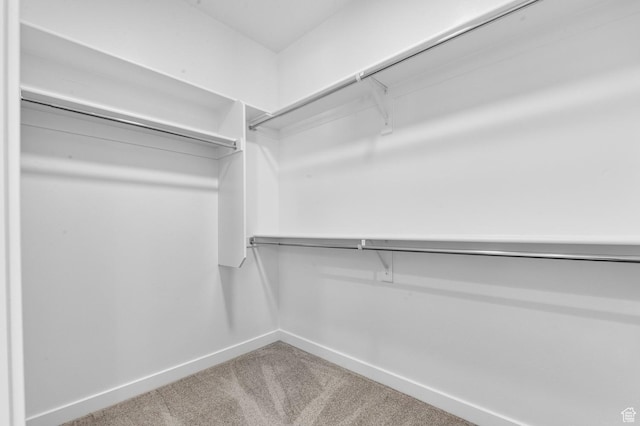 spacious closet featuring carpet