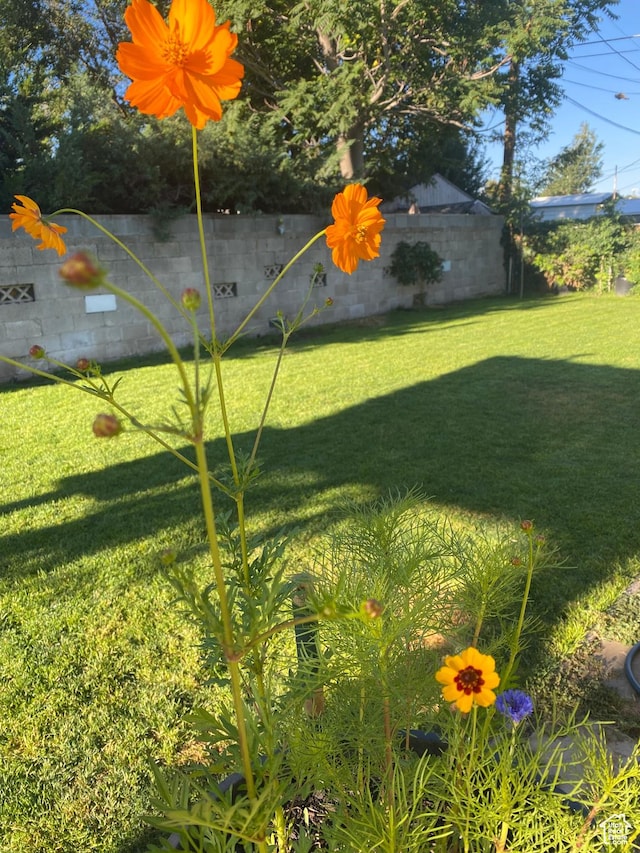 58 W 6100 S, Murray, UT 84107 - view of yard