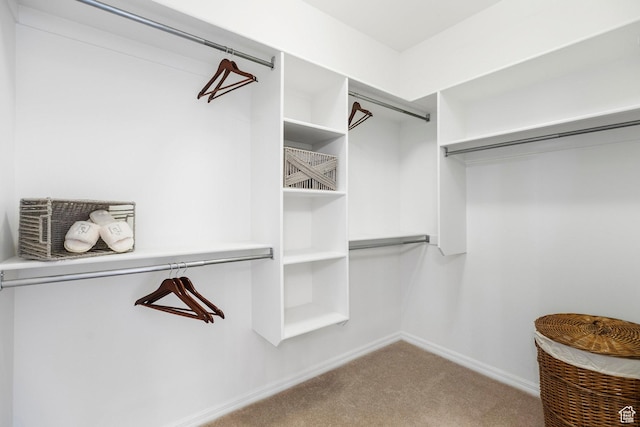walk in closet featuring carpet