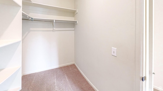 spacious closet featuring carpet